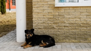 С 13 июля собаки в деревне Якшино стали невыездными