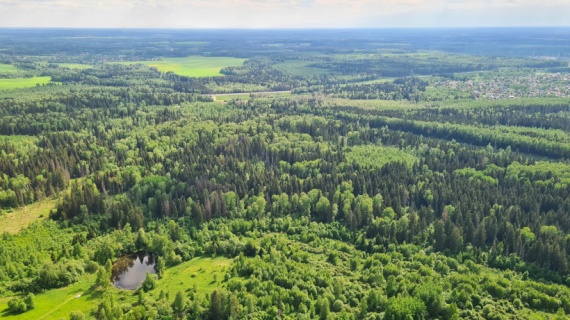 Более 3000 нарушений лесного законодательства выявили в Подмосковье с начала года