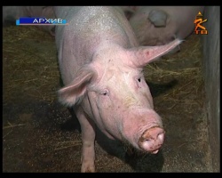 В селе Чанки Коломенского района выявлена африканская чума свиней