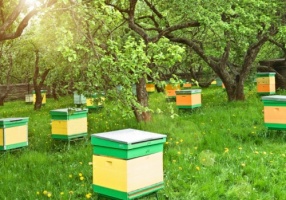 Прокуратура Московской области заступилась за коломенского пчеловода