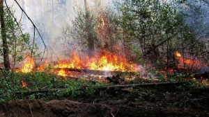 Лесной пожар устранен в Луховицком лесничестве