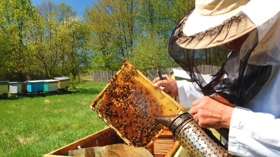 Пчеловоды из Егорьевска сформируют линейку "Подмосковный мёд"
