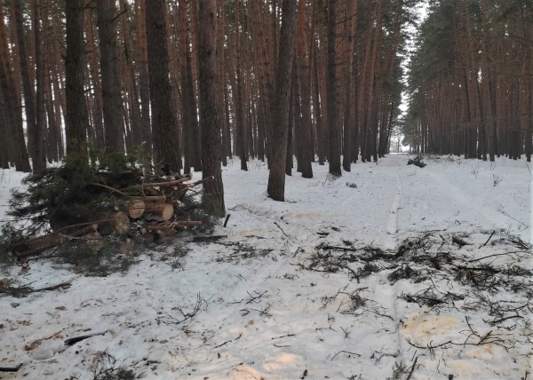 Лесничие убрали дерево, упавшее на лыжню в Озёрах