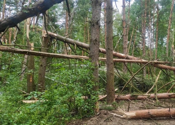 После июньского урагана в лесах под Коломной убирают бурелом