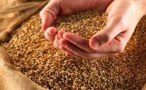 Московская область получит из интервенционного фонда РФ свыше 300 000 тонн зерна