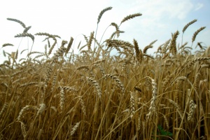 В Подмосковье зреет хороший урожай озимой пшеницы