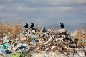 За неделю в Подмосковье выявили почти 65 кубометров мусора