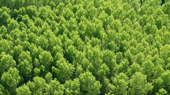 Госадмтехнадзор сделал луховицкие леса чище