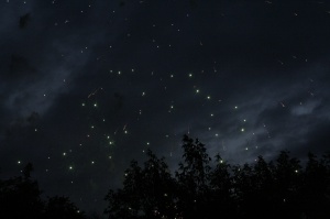 В ночь на 27 июня в Подмосковье можно будет увидеть звездопад