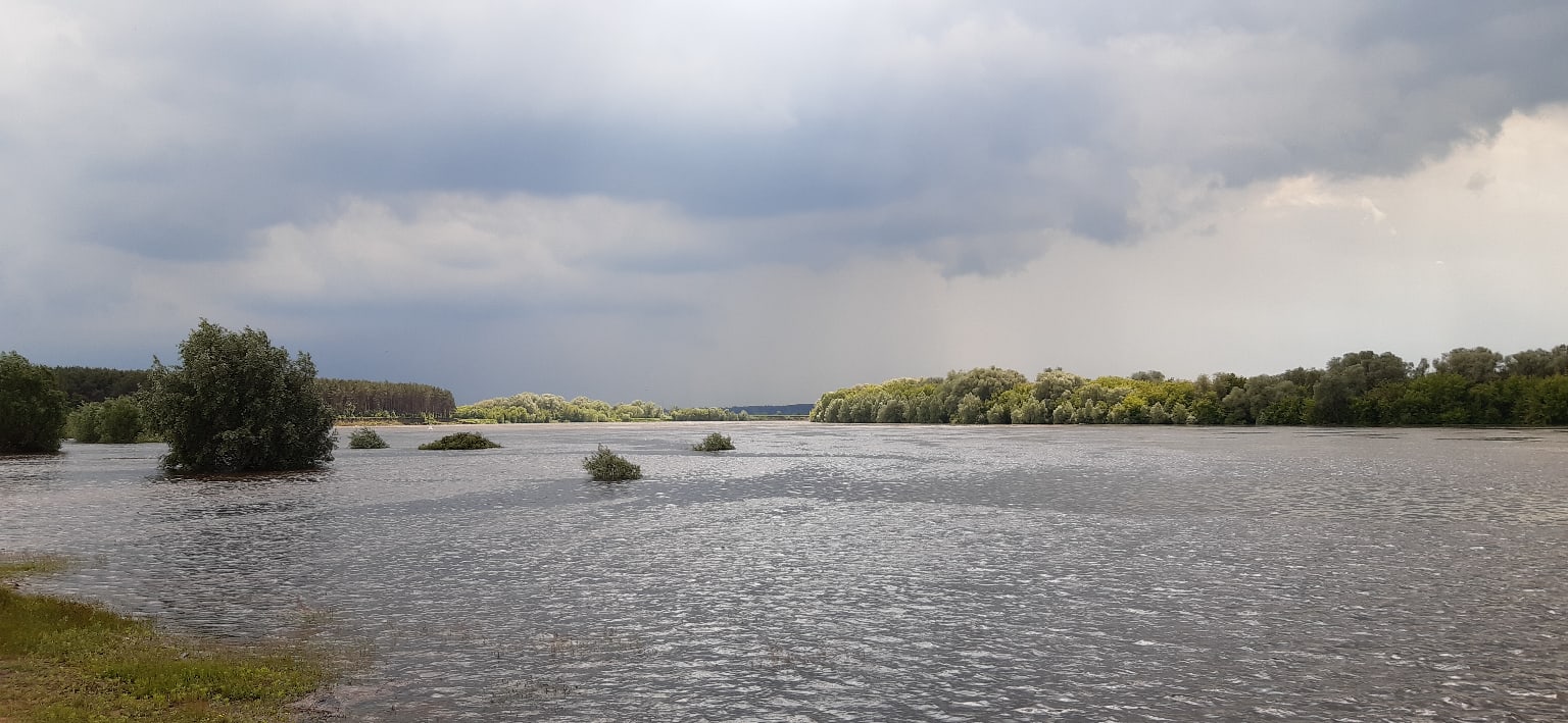 Белоомут луховицы фото