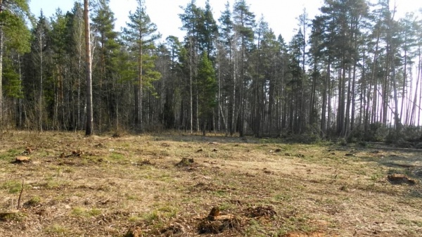 Жителям Подмосковья дали разъяснения по запрету посещения лесов