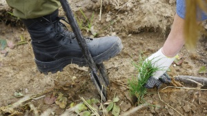 Около 30 саженцев маньчжурского ореха высадят в Коломенском районе 9 сентября