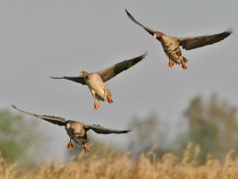 Сезон весенней охоты на птиц откроется в Подмосковье 18 апреля