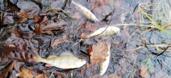 Экологическая катастрофа в реке Семиславка
