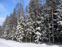 Леса Подмосковья охраняют 76 школьных лесничеств