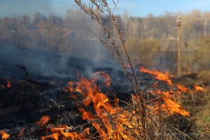 Коломенские пожарные совершили с 1 марта 129 выездов на тушение травы