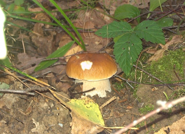 Микологи обещают большой грибной урожай в лесах Подмосковья