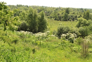 В Луховицах истребят более 150 гектаров борщевика