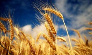 Подмосковные селекционеры вывели новый вид пшеницы