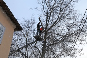 В Колычево снесли более 250 аварийных деревьев
