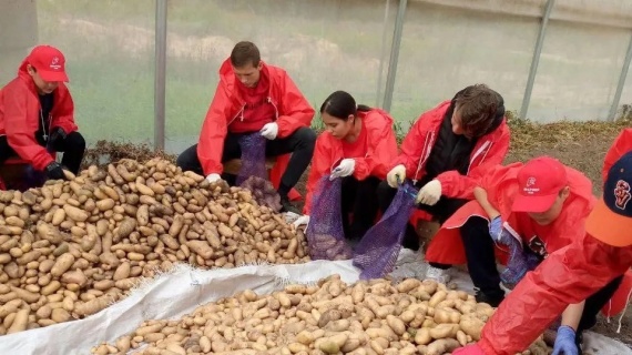 На сортировке овощей в Коломне работают около 100 студентов