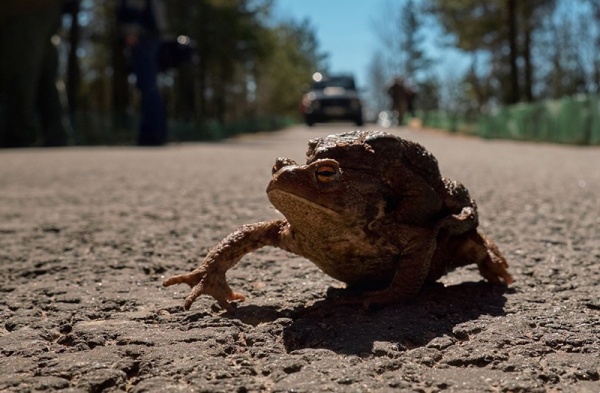 Сезонная миграция лягушек и жаб началась в Подмосковье