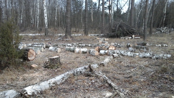 Вековые деревья уничтожили под Озерами