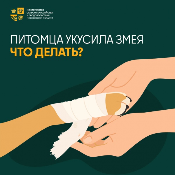 Специалисты Госветслужбы Подмосковья рассказали о том, как не стоит поступать, если питомца укусила змея