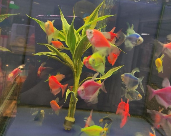 Это точно аквариумные растения?