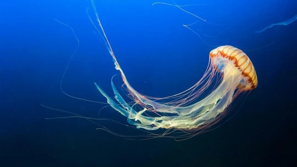 Из-за жары в водоёмах Подмосковья могут появиться медузы