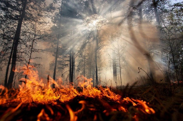 Гектар леса сгорел в Егорьевске