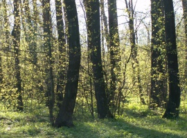 С 1 мая могут ввести запрет на посещение лесов