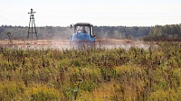 120 гектаров борщевика в Коломне поливают "химией"