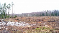 Посёлку Белоомут вернут вырубленный лес