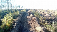 В Луховицах проводят работы по естественному возобновлению леса
