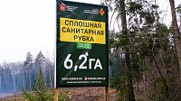 Посёлку Белоомут вернут вырубленный лес