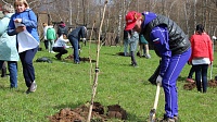 Акция "Лес Победы" прошла сегодня в Коломне