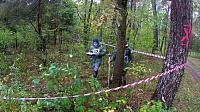 Ученики Песковской школы заняли призовые места на слёте школьных лесничеств