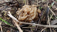 В Луховицах появились первые весенние грибы
