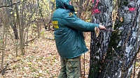 Лесничие проверяют деревья на аварийность