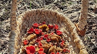 В Луховицах появились первые весенние грибы