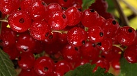 Выставка продажа плодово-ягодных саженцев от питомника "Победа" в Коломне!