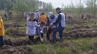 Коломенцы сажали "Лес Победы" в Пирочах