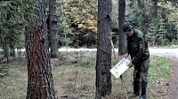 Реклама на деревьях ведет к гибели лесных насаждений