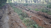В Егорьевском лесничестве готовится почва для будущих посадок
