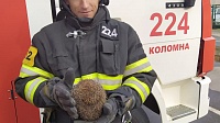Коломенские пожарные спасли ёжика от огня