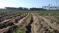 В Егорьевском лесничестве готовится почва для будущих посадок