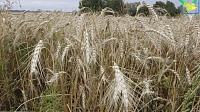 Луховицкие агропредприятия практически завершили уборку зерновых культур
